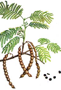 Mimosaceae peregrina